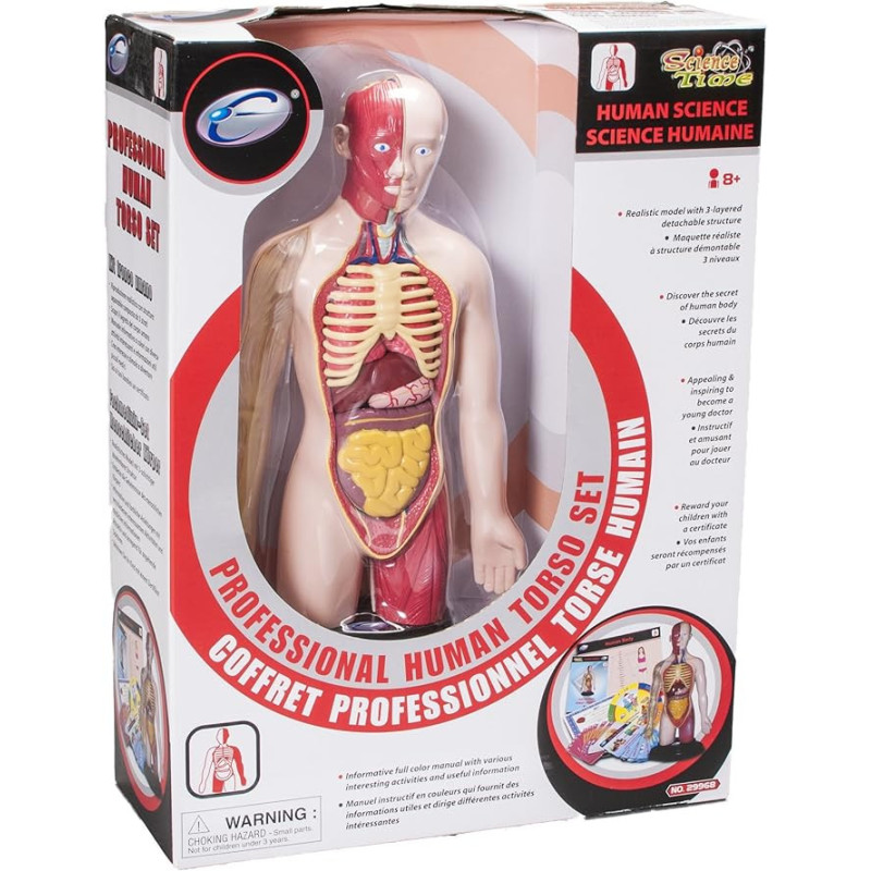 Modello Anatomico “Professional Human Torso Set” – Studio del corpo umano