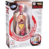 Modello Anatomico “Professional Human Torso Set” – Studio del corpo umano