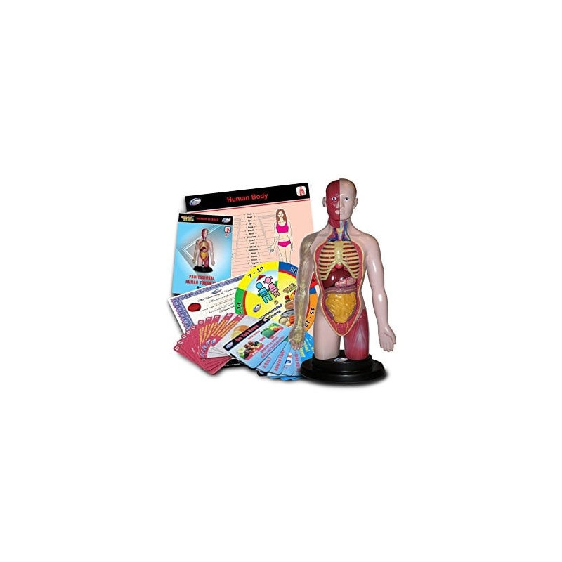 Modello Anatomico “Professional Human Torso Set” – Studio del corpo umano