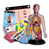 Modello Anatomico “Professional Human Torso Set” – Studio del corpo umano