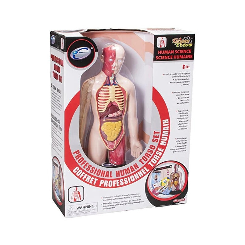 Modello Anatomico “Professional Human Torso Set” – Studio del corpo umano