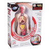 Modello Anatomico “Professional Human Torso Set” – Studio del corpo umano