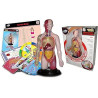 Modello Anatomico “Professional Human Torso Set” – Studio del corpo umano